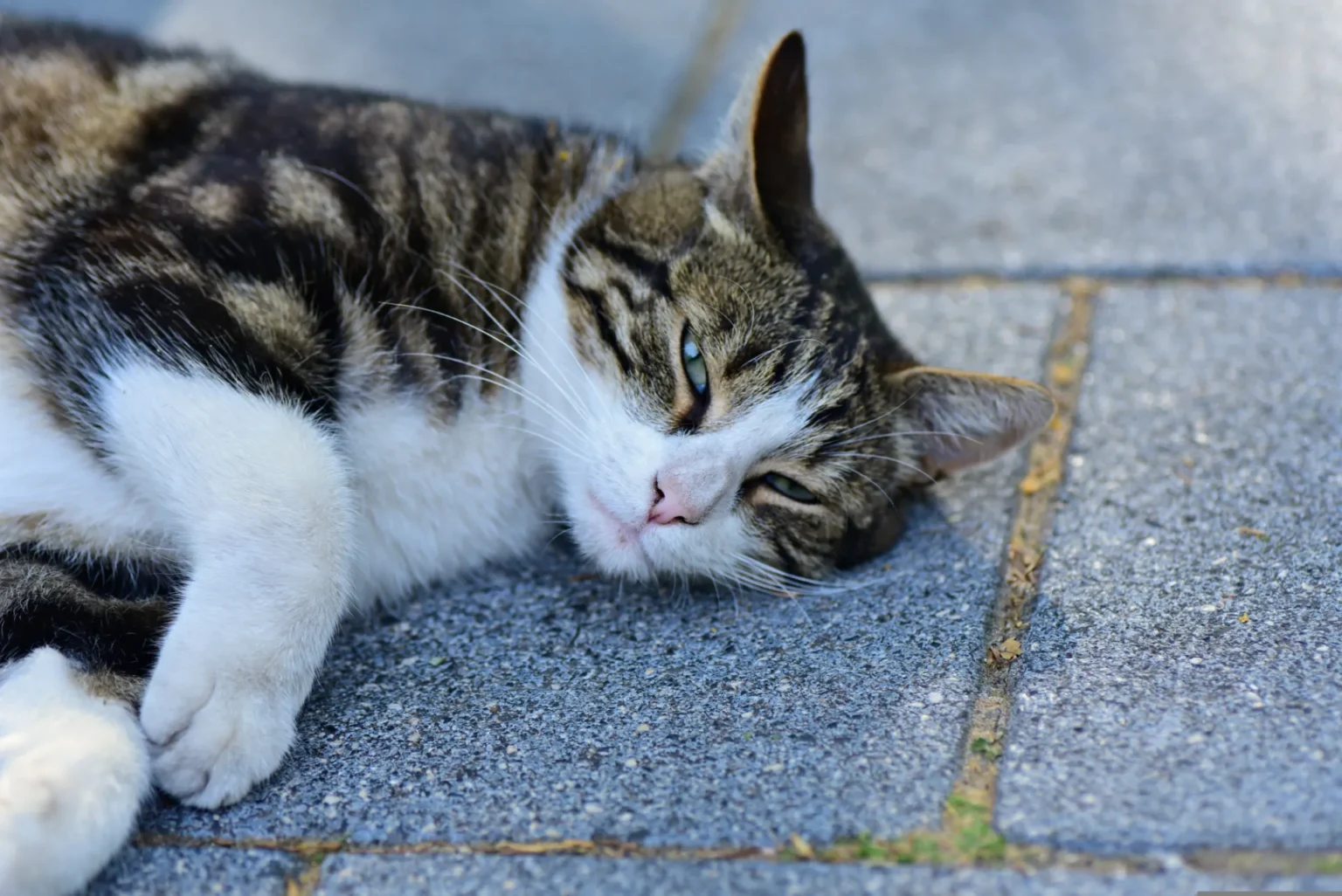 Terrastegels schoon houden huisdieren kinderen: tips