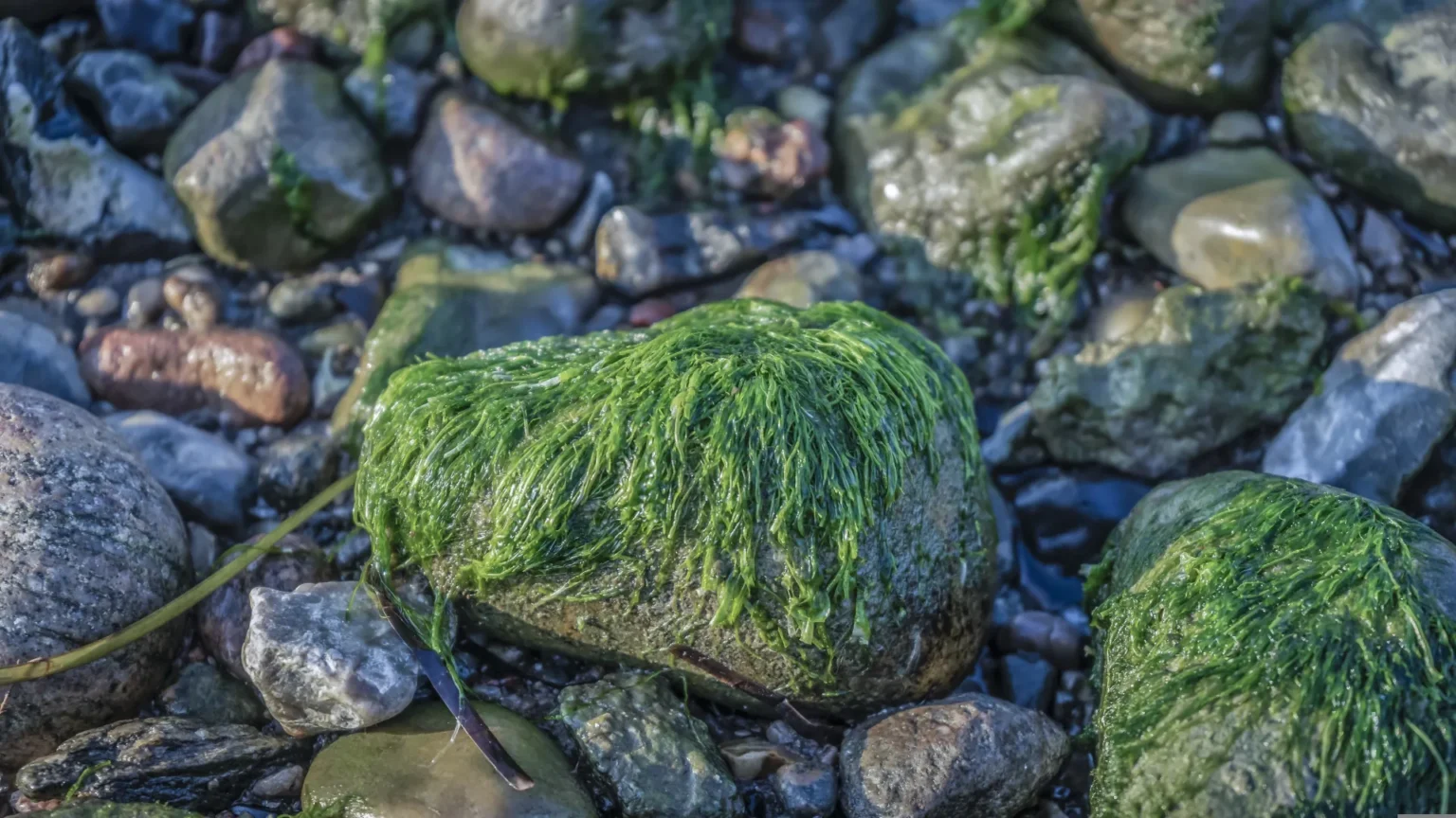 groene aanslag terrastegels verwijderen: Complete Gids